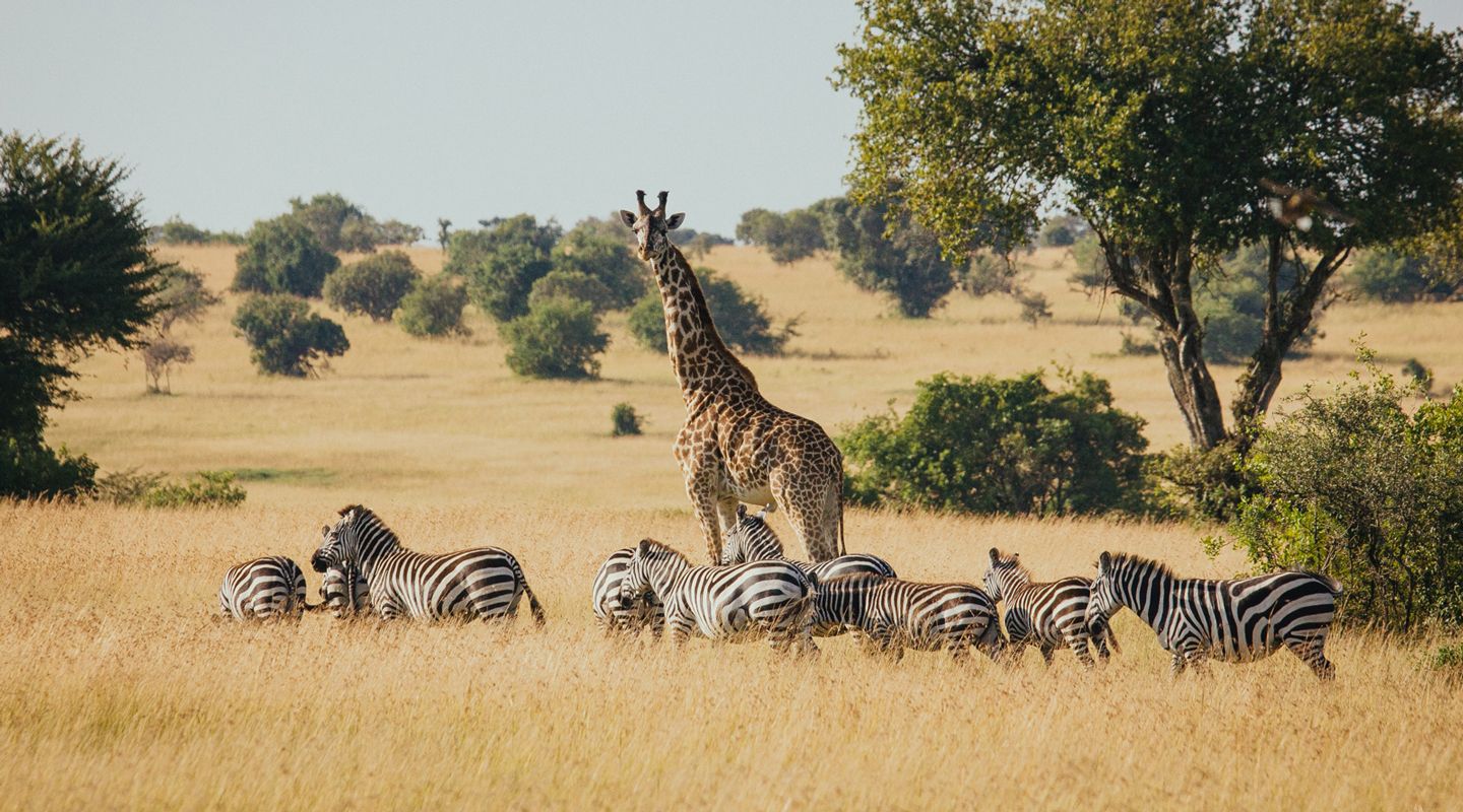 A giraffe and several zebra in an open grassland with trees in the distance