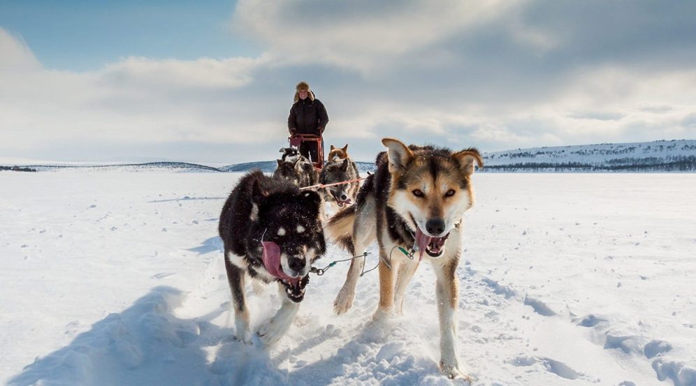 Dog sledding