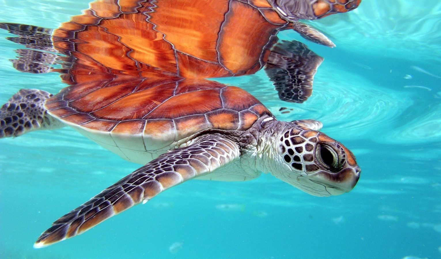 A sea turtle in the ocean near The Brando resort